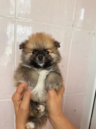 собака шпиц: Шпиц, 2 месяца, С прививками — 6