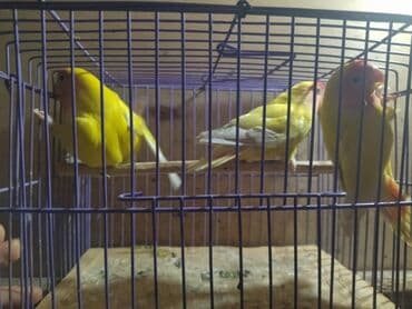 Daraq panellər: Nerazluçnik hazır mayalar sarı rəng hamsı sağlam prablemsiz gəşəy bala — 2