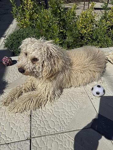 heyvan evleri: Pudel — 1