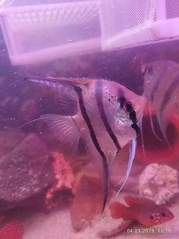 Mələk balığı (skalyari), Sülhsevər