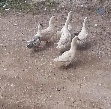 Məhsul: ördəklər dəsti Təsvir: - Şəkillərdə 6 ədəd ev ördəyi görünür