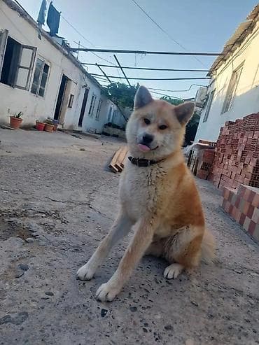 akita uni: Akita-inu, Peyvəndli — 2