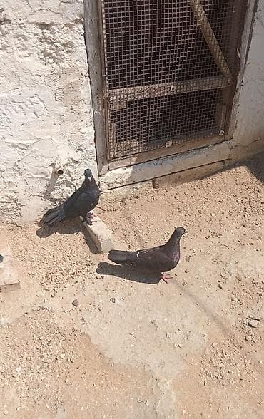 ev heyvanı satışı: Salam tutulma bir cut qara satilir — 3