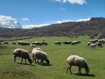 boz dovşan: Salam aleykum quzu axtarıram almaq üçün 80 100baş arası olanlar — 1