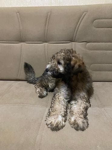 heyvan kokeltme dermanlari: 4 ay, Erkek, Ünvandan götürmə — 4