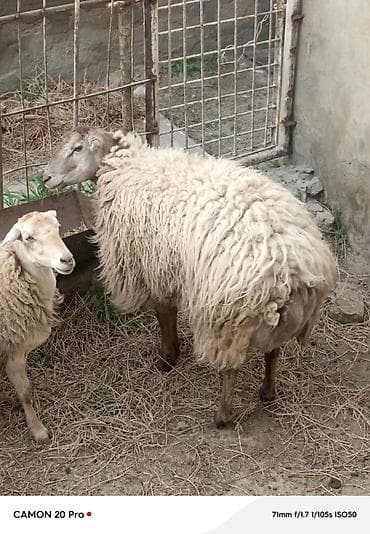 balali qoyun: Salam təmiz beyləqan qocu həm dsmazdıg həmdə çox kökdür 45 dən — 2