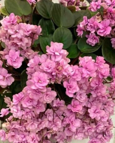 Фиалка Трейлер "Rondita". Лист с детками