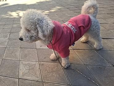 Птицы: Пудель, 1 год, Самка, С прививками, Самовывоз — 2