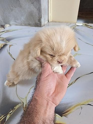 it satisi afcarka: Pekines, 1 ay, Erkək, Ünvandan götürmə — 8