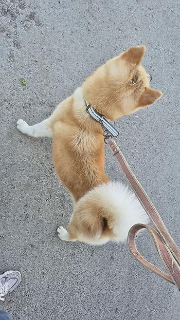 heyvan evi: Akita-inu, 6 ay, Dişi, Peyvəndli, Pulsuz çatdırılma — 2