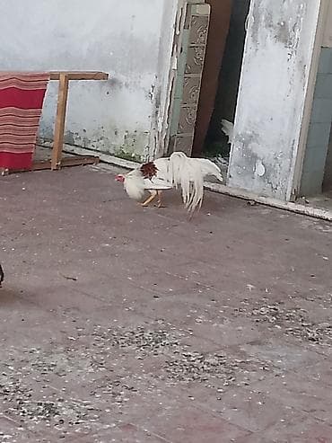 avstrolop: Xoruz, il: 1, Ödənişli çatdırılma — 4