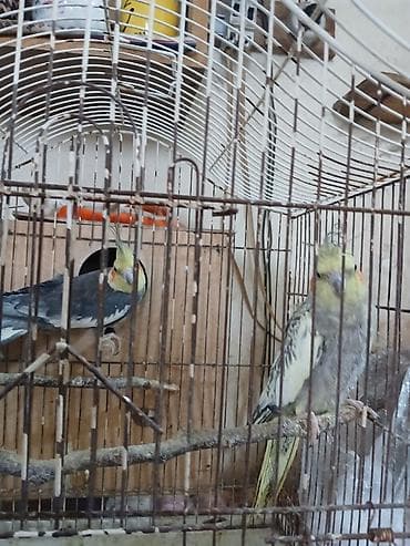 cənnət quşu: Nimfa (Cockatiel) tutuquşuları – bir cüt, qəfəs və yuvalıqla — 2