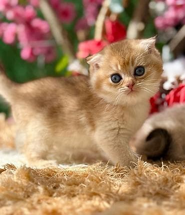 it pişik: Şotland — 4