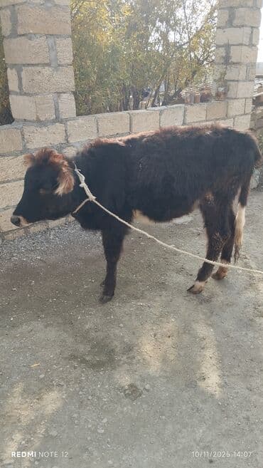 K/t heyvanları üçün mallar: Dana, buzov — 2