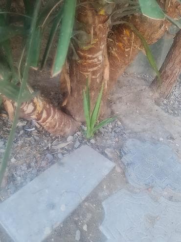 limon ağaçı: Dekorativ Yucca Ağacı – həyət və bağ üçün. - Növ: Yucca (hündür — 2