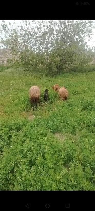 arpa bugda satisi: Hamsi - Şəkildə görünən xırdabuynuzlu heyvanlar: 3 ana qoyun və 1 — 1