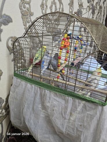 at yeherleri: Salam Aleykum korella satilir uzun quwdu Arada kefine duwende danwir — 4