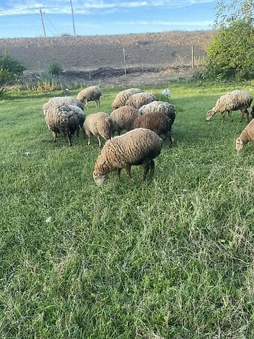 dovşan şəkilləri çəkmək: Qoyun sürüsü – müxtəlif rəngli və yunlu yerli cinslər Məhsul təsviri — 3