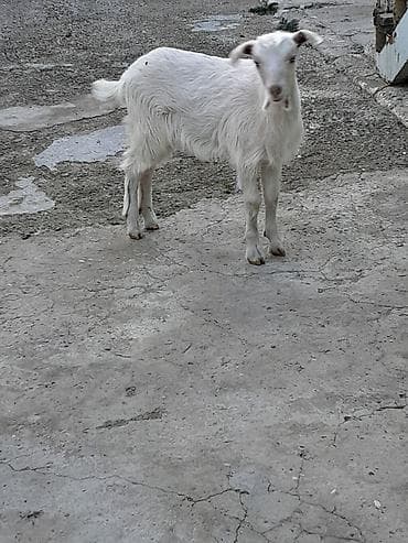 Atlar: Dişi, Zanen, il: 1, 30 kq, Damazlıq, Ünvandan götürmə — 4