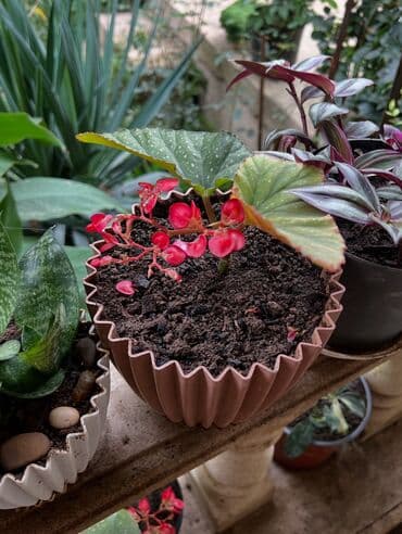 продажа комнатных растений: Her nov guler var endirimnen verecem Gencedi istiyen yazsin satiş — 19