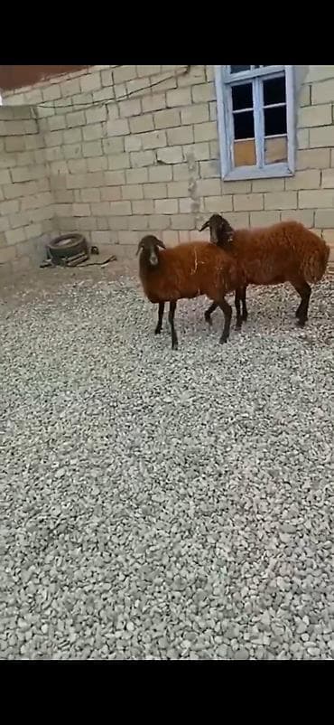 coban axtarilir: 7 ayliq di saglam qurbanliq ucun yararlidi — 7