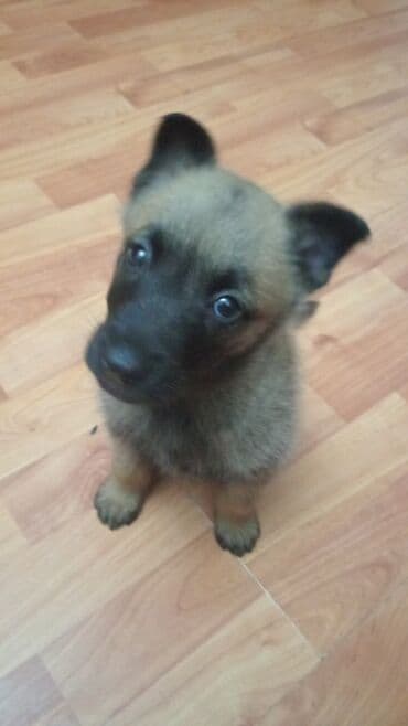 şirin itler: Belçika çoban iti — 1