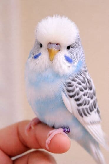 Akvariumlar: Vistavka şou quşları satılır 🦜 Qiymət: 60 AZN (1 ədəd) Mövcud say: 30 — 1