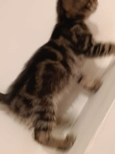 где можно купить котенка: Tabbi, Yaxşı əllərə — 4