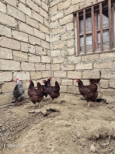 Кошки: Курица, Для яиц — 2