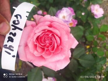 çiyələk şitili: Məhsul: Gül kolları – müxtəlif növ güllər Təsvir: - Seçmə dekorativ — 5