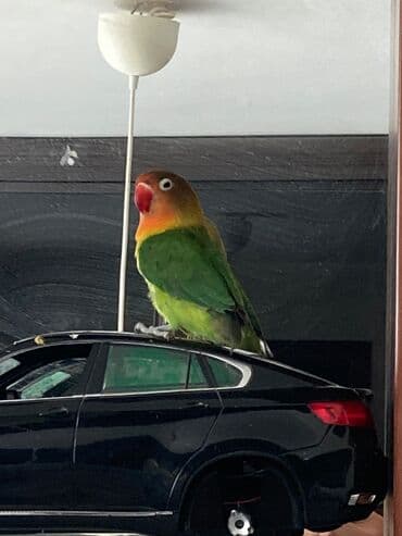 лоток для кошек баку: Gözel quşdur — 4