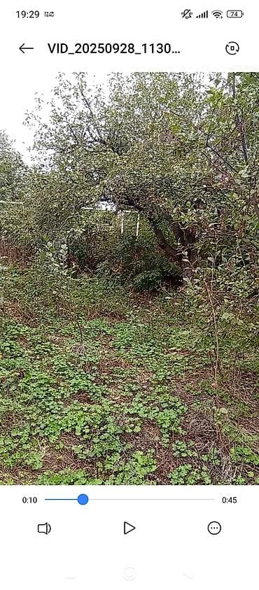 Kənd təsərrüfatı