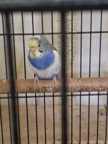 jako tutuquşusunun digər adı: Qusun gozelliyi goz qabagindadir. Ustunde dord rengi var benovseyi — 2