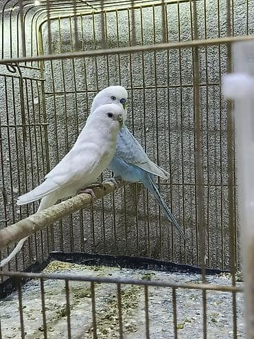 danışan tutuquşu satışı: Cüt volnisti dişi qara göz albinosdu erkey spengel çox qəşəng rəngdə — 4