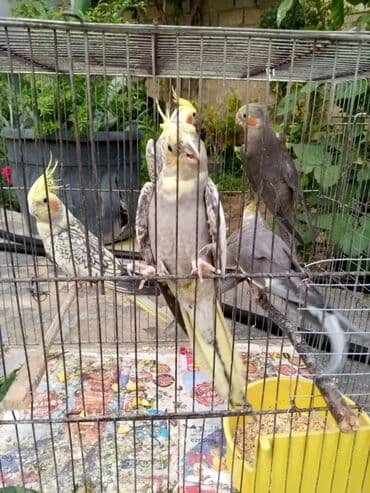 hazır ev layiheleri: Hazir erkey tam hazirdi dişini satmisam tək qalib 2 dəfe bala almisam — 6