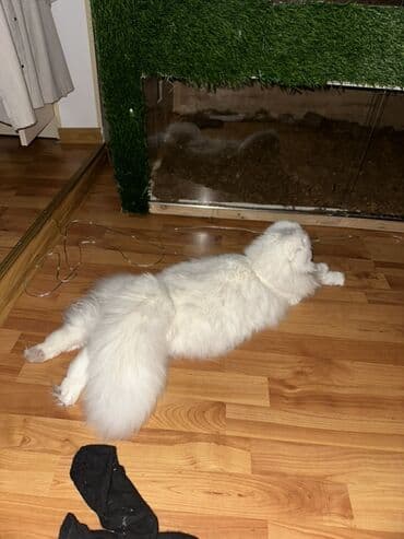 pişiklər bala: Şotland uzun tüklü, Yaxşı əllərə — 7