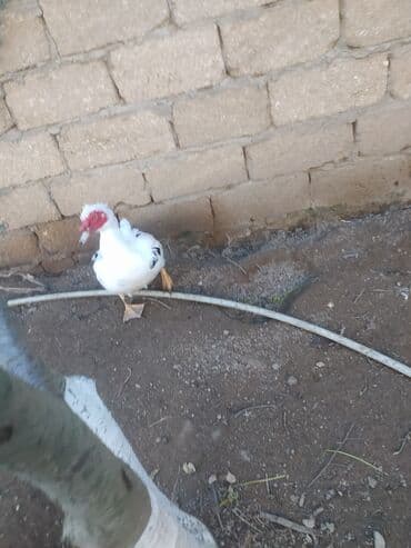 Inəklər, öküzlər: Erkək, | Lal ördək, Damazlıq, Ünvandan götürmə — 10