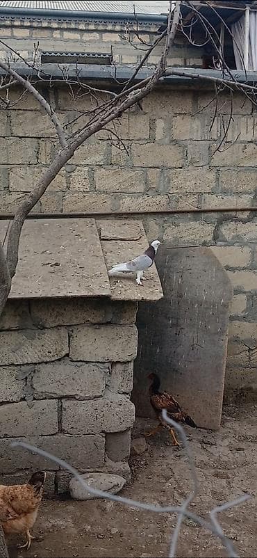 tutuquşu satışı az: Toyuq, Damazlıq — 1