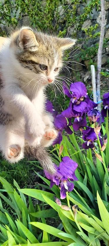 pisik sahiblen: Yaxşı əllərə — 3