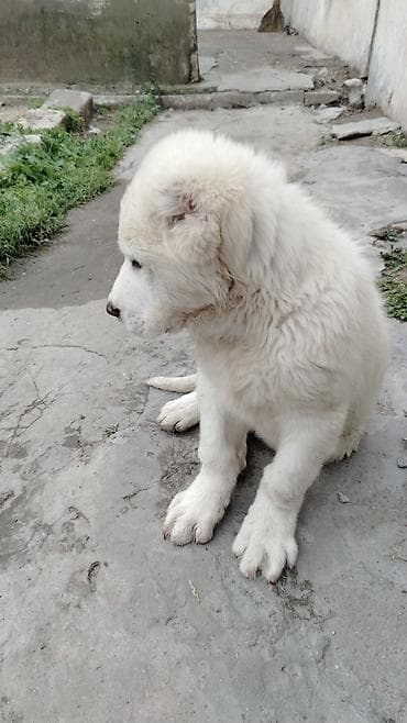xaski ag: Ağ tüklü bala it – iri cins. - Qalın, sıx və yumşaq ağ kürk - Tünd — 7