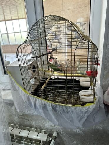 лежанка для кошек: Məhsul: Sevgi tutuquşu (Agapornis) və qəfəs dəsti Təsvir: - Rəng — 3