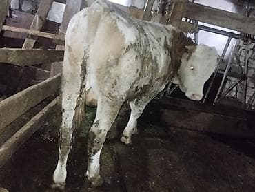 (hər heyvanın öz qiyməti var real alıcılar üçün endirim