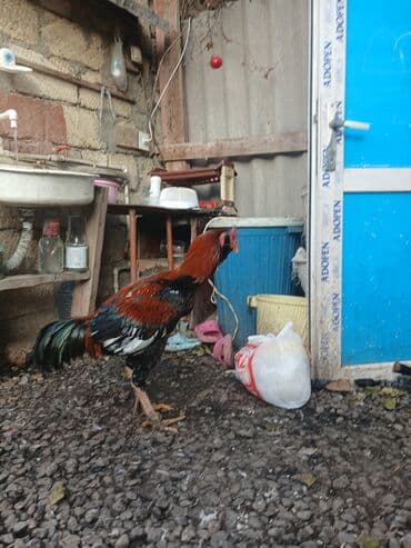 satılıq atlar: Salam feresi ölüb deye satlram tek qaLlb.cox davakardl liboy xoruzu — 6