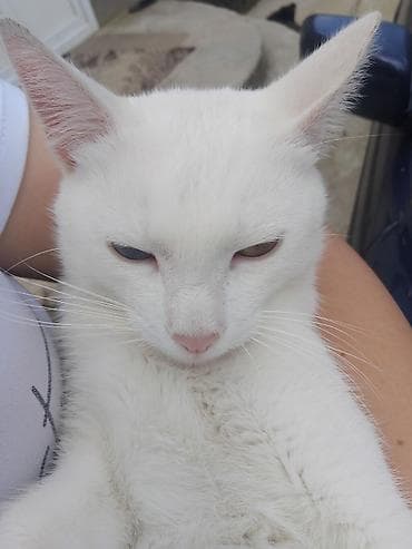 Pişiklər: Rus mavi, Erkək, Yaxşı əllərə — 5