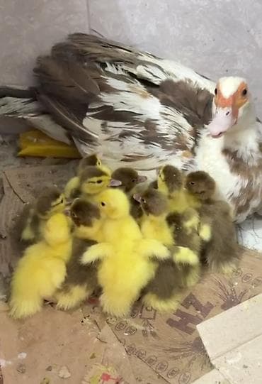 doberman balası: Krasnadar balaları satısa cıxdı 12 bala+1 ana 80 azn — 2