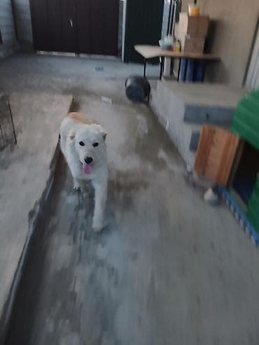 südlük inək cinsləri: Retriever — 2