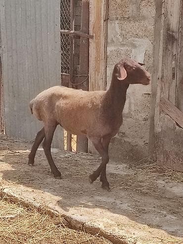 dog argentina: Qalla sortdu iki ayllg qoca gellib hellem. birnci. qarin dogacag bunun — 5