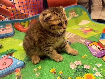 Кошки: Шотладская вислоухая — 3
