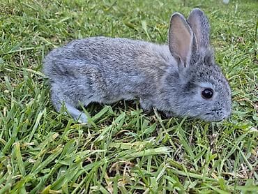 bitki satışı: Saqlam dovşan balalardi,bidənə alana 8m, 2dən cox alana 7m — 7