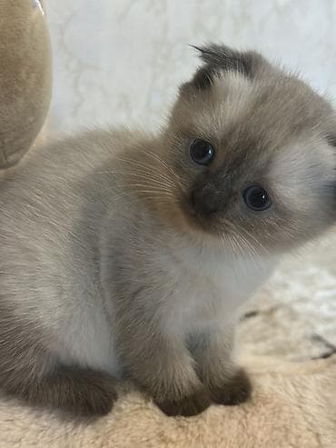 pişik qabı: Şotland, Erkək, Dişi — 8